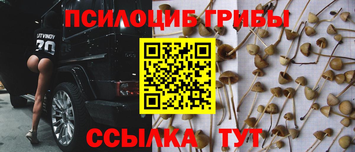 Галлюциногенные грибы Psilocybine cubensis Можга
